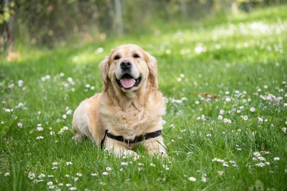 Le polizze per cani e gatti